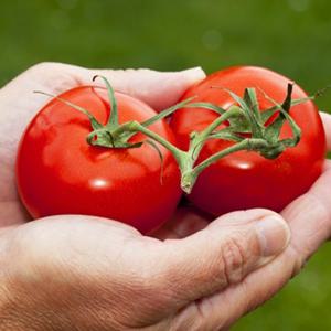 완숙토마토 5kg 제철