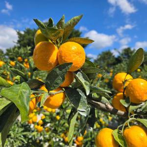 귤마을 가정용 타이백 제주 감귤 9kg 중과 로얄과