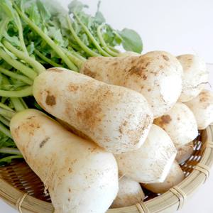 [예약배송]싱싱한 황토 세척 알타리무/초롱무 3kg(1.5단내외)