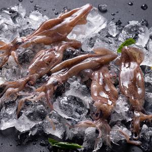 통찜용 급냉 한치 1kg(14~26미)