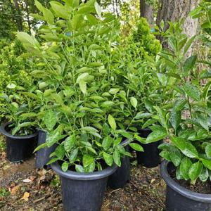 유주나무 2년생 결실주 1주