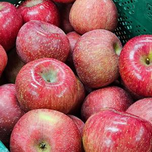 부사 사과 정품 5kg (18~20과)