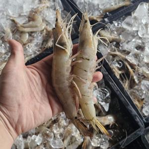 [APP전용]자연산 대하새우 1kg 25미 내외 / 16-20미