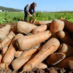 [팜보스]못생겨도 맛은 얼짱 못난이 당근 5kg / 10kg 산지수확 왕특사이즈