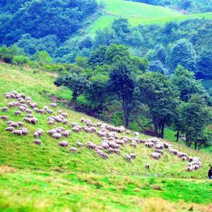 [당일여행] 평창 대관령 양떼목장 (월정사, 안목항커피거리 대관령, 양떼목장)