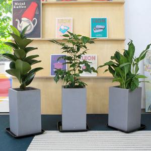 중형화분 실내공기정화식물 거실화분 개업화분 뱅갈고무나무 금전수 아레카야자