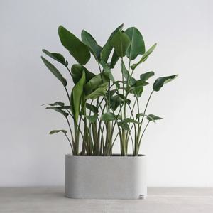 여인초 그레이 일자형 플랜트박스 거실인테리어 실내조경 인테리어화분