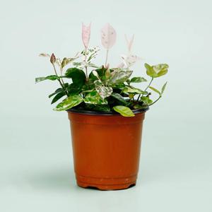 오색마삭줄 키우기쉬운 실내공기정화식물 인테리어식물 소형 모종