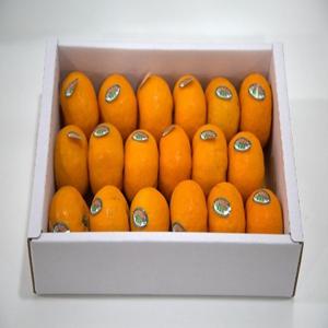 프리미엄 당도선별 제주 불로초 감귤 12.5brix 이상
