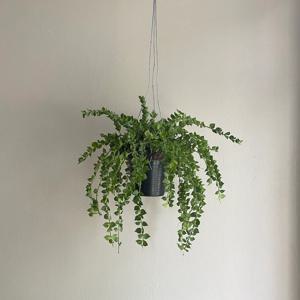 행잉 밀리언하트 디시디아 행잉식물