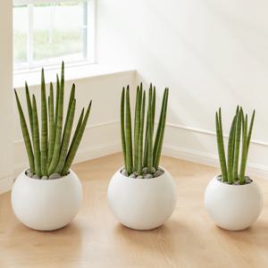 스투키 달항아리화분 3size (수도권배송)