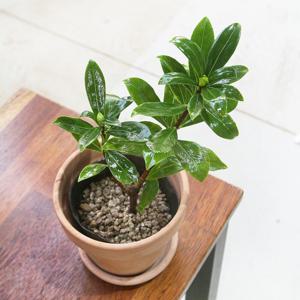 천리향 서향 소형 키우기쉬운 향기나는식물