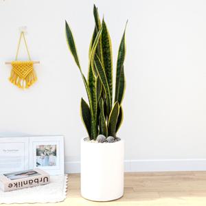 산세베리아 흰색원형 경량화분 인테리어식물 거실화분 개업화분 승진화분 공기정화식물