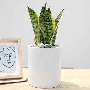 산세베리아 흰색원형 경량화분 인테리어식물 거실화분 개업화분 승진화분 공기정화식물