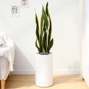 산세베리아 흰색원형 경량화분 인테리어식물 거실화분 개업화분 승진화분 공기정화식물