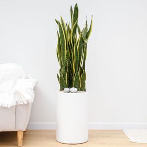 산세베리아 흰색원형 경량화분 인테리어식물 거실화분 개업화분 승진화분 공기정화식물