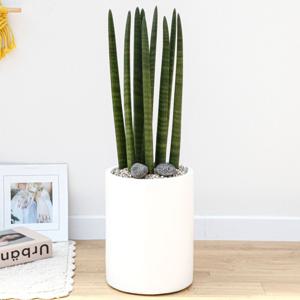 스투키 흰색원형 경량화분 인테리어식물 거실화분 개업화분 승진화분 공기정화식물