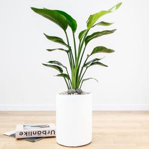 여인초 흰색원형 경량화분 인테리어식물 거실화분 개업화분 승진화분 공기정화식물