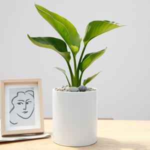 여인초 흰색원형 경량화분 인테리어식물 거실화분 개업화분 승진화분 공기정화식물