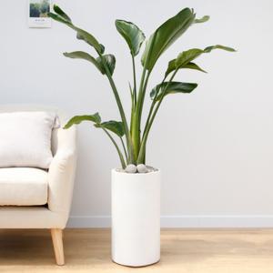 여인초 흰색원형 경량화분 인테리어식물 거실화분 개업화분 승진화분 공기정화식물