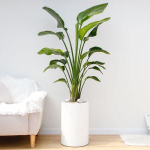 여인초 흰색원형 경량화분 인테리어식물 거실화분 개업화분 승진화분 공기정화식물