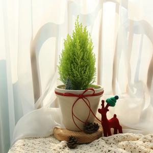 크리스마스 토분세트 율마(중)