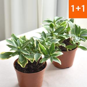 천리향(소) 1+1 키우기 쉬운 공기정화식물 서향나무