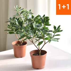 천리향(중) 1+1 키우기 쉬운 공기정화식물 서향나무