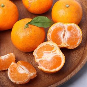 제주 무농약 친환경 노지 감귤 밀감