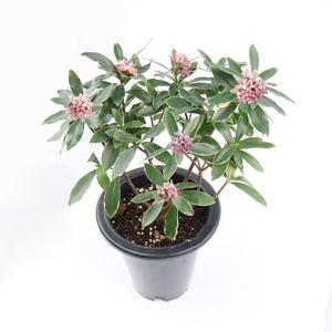 천리향 나무 화분 묘목 대품 외목대 서향나무 향기나는꽃 겨울꽃