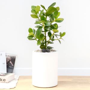 크루시아 흰색원형 경량화분 인테리어식물 거실화분 개업화분 승진화분 공기정화식물