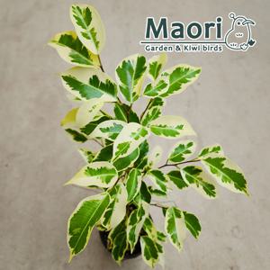 스트라이프 스타라이트 칼라 무늬 벤자민 고무나무 소품 실내공기정화식물