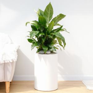 스파티필름 흰색원형 경량화분 인테리어식물 거실화분 개업화분 승진화분 공기정화식물