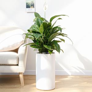 스파티필름 흰색원형 경량화분 인테리어식물 거실화분 개업화분 승진화분 공기정화식물