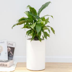 스파티필름 흰색원형 경량화분 인테리어식물 거실화분 개업화분 승진화분 공기정화식물