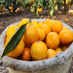 제주 프리미엄 노지 조생 감귤 하우스 황금향 밀감 3kg 5kg 10kg