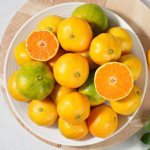 2025 제주감귤박람회 노지감귤 4.5kg