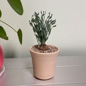 알부카 콘코르디아나 꼬불이잎 구근식물 핸드메이드 컵토분