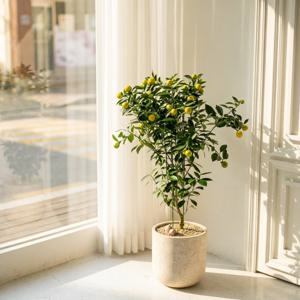 유주나무 대형화분 반려식물 플랜테리어 개업 승진 축하화분