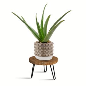 TEMU 실내와 실외 모두 사용할 수 있는 나무 식물 스텐, 현대식 식물에 적합한 미드 세니어 디자인을 특징으로 합니다. 보헤미안과 러스트릭 스타일을 결합한 낮은, 짧은 플랜터 스탠드, 꽃을 들고 있습니다.