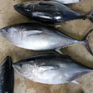 국내산 생물 통 참다랑어 3~4kg급