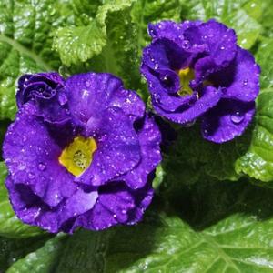 장미앵초 프리뮬라 벨라로즈 앵초꽃 모종 키우기 연중개화 관엽식물 플랜트 A02