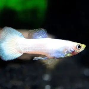 하얀색 반짝반짝한 화이트 플래티넘구피 10마리 작은어항에서도 큰 어항에서도 아주 예쁜 아이들