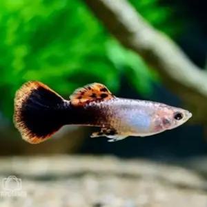 핑크턱시도 구피 10마리 옷을 입은것처럼 색대비가 확실한 아주 예쁜 구피입니다