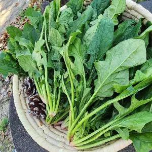 국내산 남해 보물초 해풍 시금치 2kg