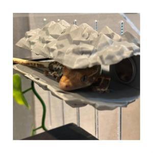 [테라돔] 도마뱀 안식처 - 암석 큰사이즈