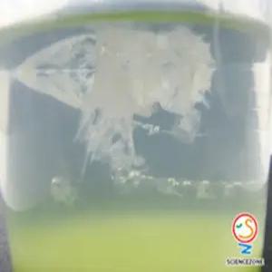 [더원사이언스] 식물의 DNA추출[5인용]/식물의DNA추출/과학교구