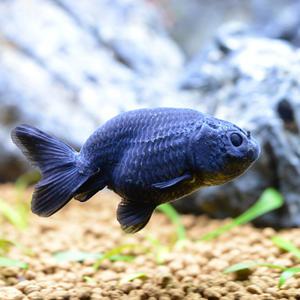 열대어 관상어 금붕어 / 블랙 난주 [1마리] 약4~5cm