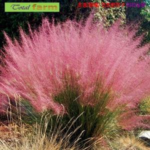 팝플라워 [씨앗] 환상적인 분위기 핑크뮬리 퍼플 (퍼플뮬리 연자주색쥐꼬리새) 30립