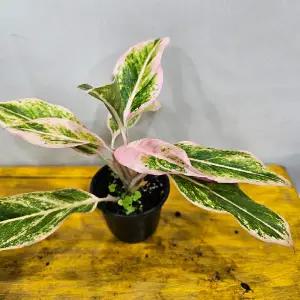 아글레오네마 오로라핑크(색상이 독특해요) 소품 1개 높이20~30cm